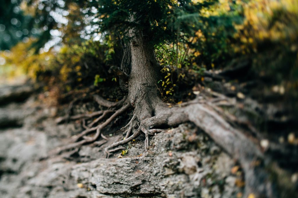 Tree roots exposed on rocky ground, symbolizing addressing root causes