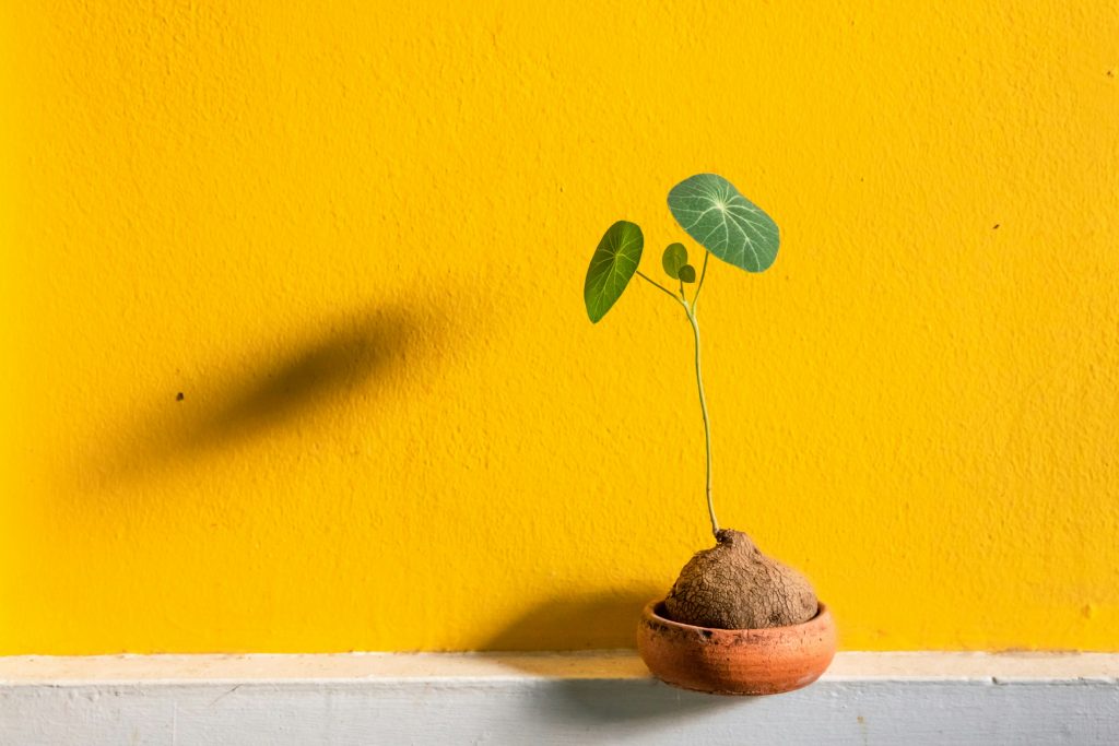 Small plant sprouting from soil in pot against yellow background, symbolizing organizational growth and development