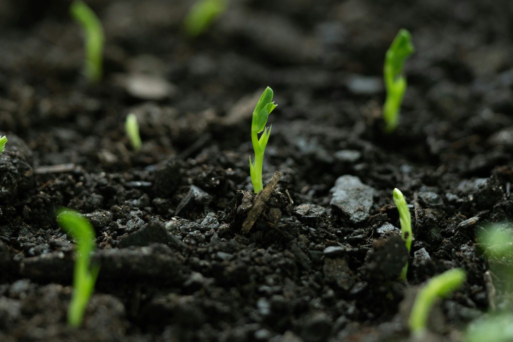 Young seedlings sprouting from dark soil, symbolizing business growth and renewal